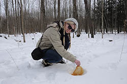 Maple syrup on snow